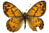  ( - 11ANIC-07440)  @11 [ ] CreativeCommons - Attribution (2011) ANIC/CBG Photography Group Centre for Biodiversity Genomics