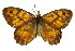  ( - 11ANIC-07441)  @11 [ ] CreativeCommons - Attribution (2011) ANIC/CBG Photography Group Centre for Biodiversity Genomics