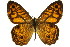  (Geitoneura acantha - 11ANIC-07443)  @13 [ ] CreativeCommons - Attribution (2011) ANIC/CBG Photography Group Centre for Biodiversity Genomics