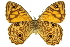  ( - 11ANIC-07444)  @11 [ ] CreativeCommons - Attribution (2011) ANIC/CBG Photography Group Centre for Biodiversity Genomics