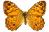  ( - 11ANIC-07445)  @11 [ ] CreativeCommons - Attribution (2011) ANIC/CBG Photography Group Centre for Biodiversity Genomics