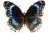 ( - 11ANIC-07482)  @11 [ ] CreativeCommons - Attribution (2011) ANIC/CBG Photography Group Centre for Biodiversity Genomics