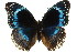  ( - 11ANIC-07484)  @11 [ ] CreativeCommons - Attribution (2011) ANIC/CBG Photography Group Centre for Biodiversity Genomics