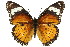 ( - 11ANIC-07492)  @11 [ ] CreativeCommons - Attribution (2011) ANIC/CBG Photography Group Centre for Biodiversity Genomics
