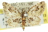  (Chloroclystis cissocosma - 11ANIC-07513)  @15 [ ] CreativeCommons - Attribution (2011) ANIC/CBG Photography Group Centre for Biodiversity Genomics