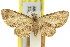  ( - 11ANIC-07520)  @11 [ ] CreativeCommons - Attribution (2011) ANIC/CBG Photography Group Centre for Biodiversity Genomics