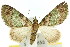  ( - 11ANIC-07521)  @11 [ ] CreativeCommons - Attribution (2011) ANIC/CBG Photography Group Centre for Biodiversity Genomics