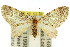  (Chloroclystis perissa - 11ANIC-07523)  @14 [ ] CreativeCommons - Attribution (2011) ANIC/CBG Photography Group Centre for Biodiversity Genomics