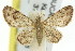 (Chloroclystis - 11ANIC-07525)  @15 [ ] CreativeCommons - Attribution (2011) ANIC/CBG Photography Group Centre for Biodiversity Genomics