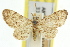  ( - 11ANIC-07527)  @11 [ ] CreativeCommons - Attribution (2011) ANIC/CBG Photography Group Centre for Biodiversity Genomics