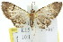  (Chloroclystis gonias - 11ANIC-07537)  @11 [ ] CreativeCommons - Attribution (2011) ANIC/CBG Photography Group Centre for Biodiversity Genomics