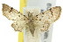  (Chloroclystis ablechra - 11ANIC-07540)  @14 [ ] CreativeCommons - Attribution (2011) ANIC/CBG Photography Group Centre for Biodiversity Genomics