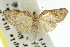  ( - 11ANIC-07543)  @11 [ ] CreativeCommons - Attribution (2011) ANIC/CBG Photography Group Centre for Biodiversity Genomics