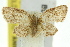  ( - 11ANIC-07544)  @13 [ ] CreativeCommons - Attribution (2011) ANIC/CBG Photography Group Centre for Biodiversity Genomics
