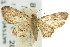  ( - 11ANIC-07545)  @11 [ ] CreativeCommons - Attribution (2011) ANIC/CBG Photography Group Centre for Biodiversity Genomics