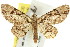  ( - 11ANIC-07552)  @11 [ ] CreativeCommons - Attribution (2011) ANIC/CBG Photography Group Centre for Biodiversity Genomics