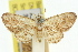  (Chloroclystis plinthochyta - 11ANIC-07556)  @11 [ ] CreativeCommons - Attribution (2011) ANIC/CBG Photography Group Centre for Biodiversity Genomics