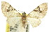  ( - 11ANIC-07561)  @11 [ ] CreativeCommons - Attribution (2011) ANIC/CBG Photography Group Centre for Biodiversity Genomics