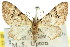  (Chloroclystis embolocosma - 11ANIC-07562)  @11 [ ] CreativeCommons - Attribution (2011) ANIC/CBG Photography Group Centre for Biodiversity Genomics
