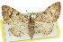  ( - 11ANIC-07563)  @11 [ ] CreativeCommons - Attribution (2011) ANIC/CBG Photography Group Centre for Biodiversity Genomics