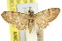  ( - 11ANIC-07564)  @11 [ ] CreativeCommons - Attribution (2011) ANIC/CBG Photography Group Centre for Biodiversity Genomics