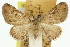  ( - 11ANIC-07577)  @11 [ ] CreativeCommons - Attribution (2011) ANIC/CBG Photography Group Centre for Biodiversity Genomics