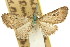  (Tephroclystia - 11ANIC-07578)  @11 [ ] CreativeCommons - Attribution (2011) ANIC/CBG Photography Group Centre for Biodiversity Genomics