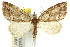  (Microdes - 11ANIC-07594)  @15 [ ] CreativeCommons - Attribution (2011) ANIC/CBG Photography Group Centre for Biodiversity Genomics