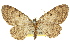  (Collix multifilata - 11ANIC-07619)  @14 [ ] CreativeCommons - Attribution (2011) ANIC/CBG Photography Group Centre for Biodiversity Genomics