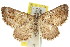  ( - 11ANIC-07621)  @11 [ ] CreativeCommons - Attribution (2011) ANIC/CBG Photography Group Centre for Biodiversity Genomics