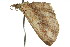  ( - 11ANIC-07628)  @12 [ ] CreativeCommons - Attribution (2011) ANIC/CBG Photography Group Centre for Biodiversity Genomics