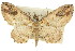  ( - 11ANIC-07629)  @11 [ ] CreativeCommons - Attribution (2011) ANIC/CBG Photography Group Centre for Biodiversity Genomics