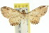  ( - 11ANIC-07632)  @11 [ ] CreativeCommons - Attribution (2011) ANIC/CBG Photography Group Centre for Biodiversity Genomics