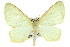  ( - 11ANIC-07648)  @15 [ ] CreativeCommons - Attribution (2011) ANIC/CBG Photography Group Centre for Biodiversity Genomics