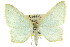  ( - 11ANIC-07651)  @11 [ ] CreativeCommons - Attribution (2011) ANIC/CBG Photography Group Centre for Biodiversity Genomics
