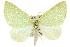  ( - 11ANIC-07654)  @11 [ ] CreativeCommons - Attribution (2011) ANIC/CBG Photography Group Centre for Biodiversity Genomics