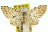  ( - 11ANIC-07683)  @11 [ ] CreativeCommons - Attribution (2011) ANIC/CBG Photography Group Centre for Biodiversity Genomics