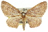  ( - 11ANIC-07690)  @15 [ ] CreativeCommons - Attribution (2011) ANIC/CBG Photography Group Centre for Biodiversity Genomics