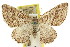  ( - 11ANIC-07692)  @11 [ ] CreativeCommons - Attribution (2011) ANIC/CBG Photography Group Centre for Biodiversity Genomics