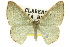  ( - 11ANIC-07696)  @11 [ ] CreativeCommons - Attribution (2011) ANIC/CBG Photography Group Centre for Biodiversity Genomics