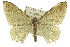  ( - 11ANIC-07700)  @15 [ ] CreativeCommons - Attribution (2011) ANIC/CBG Photography Group Centre for Biodiversity Genomics