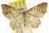  (Minoa euthecta - 11ANIC-07722)  @11 [ ] CreativeCommons - Attribution (2011) ANIC/CBG Photography Group Centre for Biodiversity Genomics