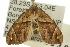  (Chaetolopha oxyntis - 11ANIC-07729)  @13 [ ] CreativeCommons - Attribution (2011) ANIC/CBG Photography Group Centre for Biodiversity Genomics