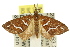  ( - 11ANIC-07741)  @12 [ ] CreativeCommons - Attribution (2011) ANIC/CBG Photography Group Centre for Biodiversity Genomics