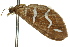  ( - 11ANIC-07742)  @11 [ ] CreativeCommons - Attribution (2011) ANIC/CBG Photography Group Centre for Biodiversity Genomics