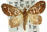  ( - 11ANIC-07743)  @14 [ ] CreativeCommons - Attribution (2011) ANIC/CBG Photography Group Centre for Biodiversity Genomics