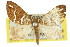  ( - 11ANIC-07744)  @11 [ ] CreativeCommons - Attribution (2011) ANIC/CBG Photography Group Centre for Biodiversity Genomics