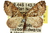  (Chaetolopha - 11ANIC-07750)  @15 [ ] CreativeCommons - Attribution (2011) ANIC/CBG Photography Group Centre for Biodiversity Genomics