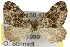  ( - 11ANIC-07753)  @13 [ ] CreativeCommons - Attribution (2011) ANIC/CBG Photography Group Centre for Biodiversity Genomics