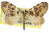  ( - 11ANIC-07754)  @11 [ ] CreativeCommons - Attribution (2011) ANIC/CBG Photography Group Centre for Biodiversity Genomics